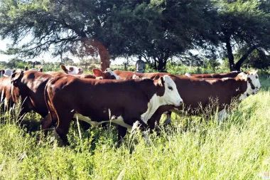 GANADER&Iacute;A: ACTUALIZACI&Oacute;N DE TASAS PARA TR&Aacute;MITES DE MARCAS Y SE&Ntilde;ALES A PARTIR DE 2026